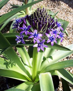Scilla peruviana (1)